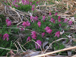 Image of Corydalis buschii Nakai