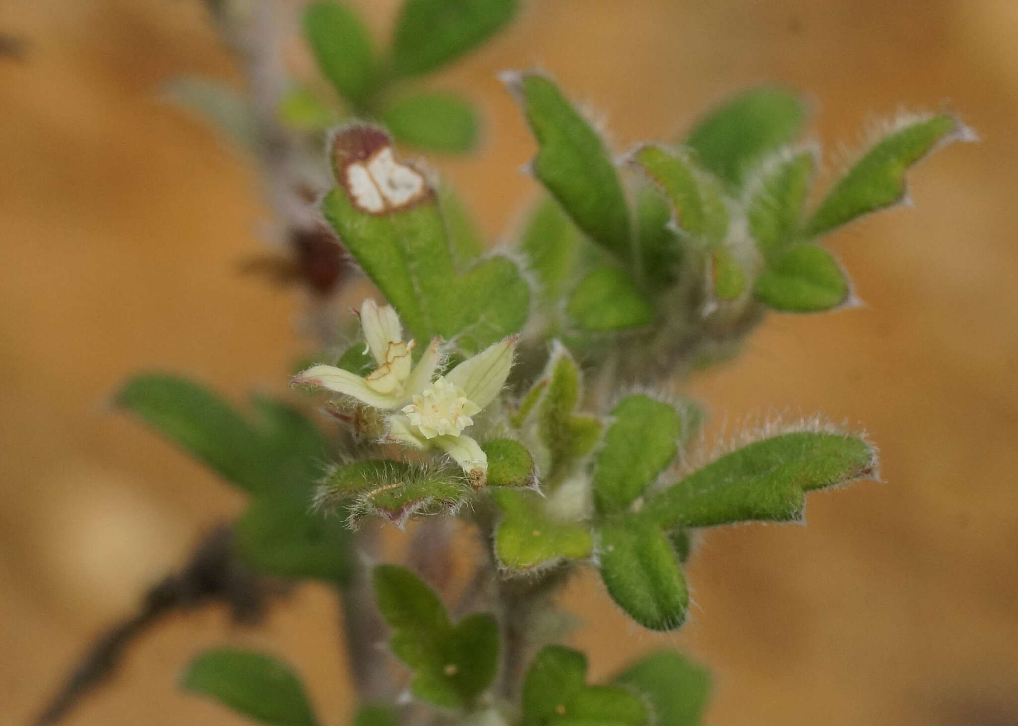 Image of Xanthosia pilosa Rudge