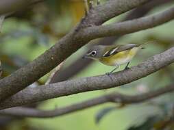 Image of Blue-headed Vireo