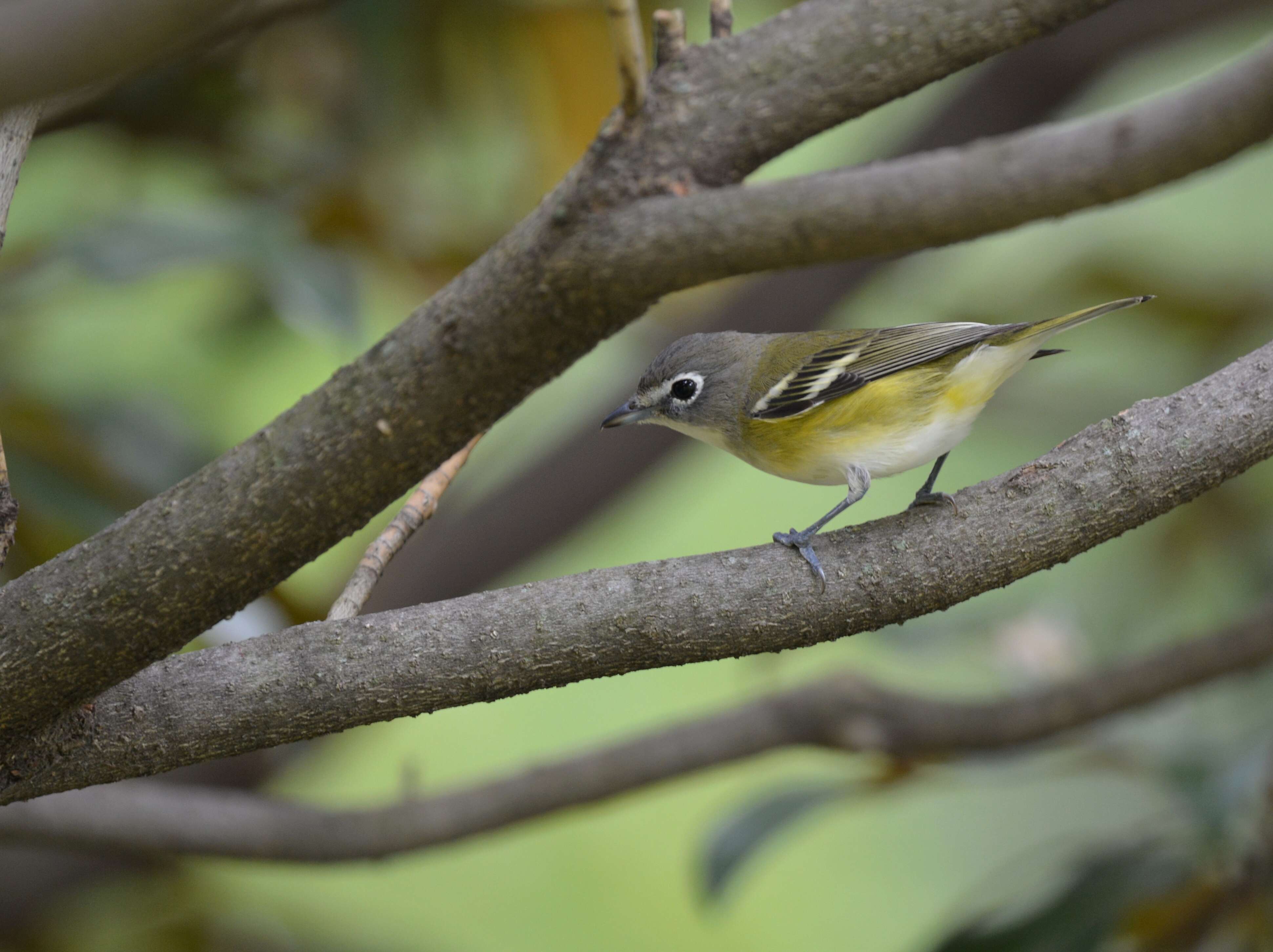 Image of Blue-headed Vireo