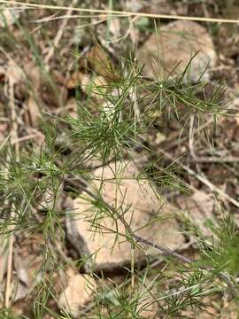 Sivun Asparagus exuvialis Burch. kuva