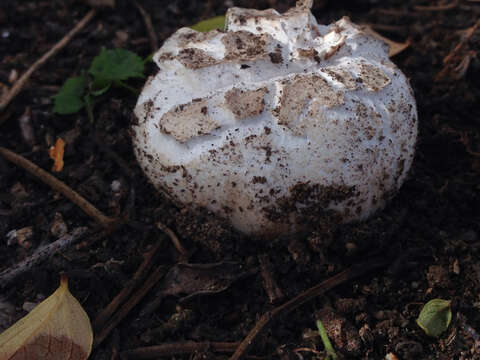 Image of Western giant puffball