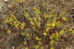 Image of Hypericum mexicanum L.