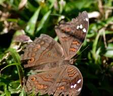 Imagem de Junonia natalica Felder 1860