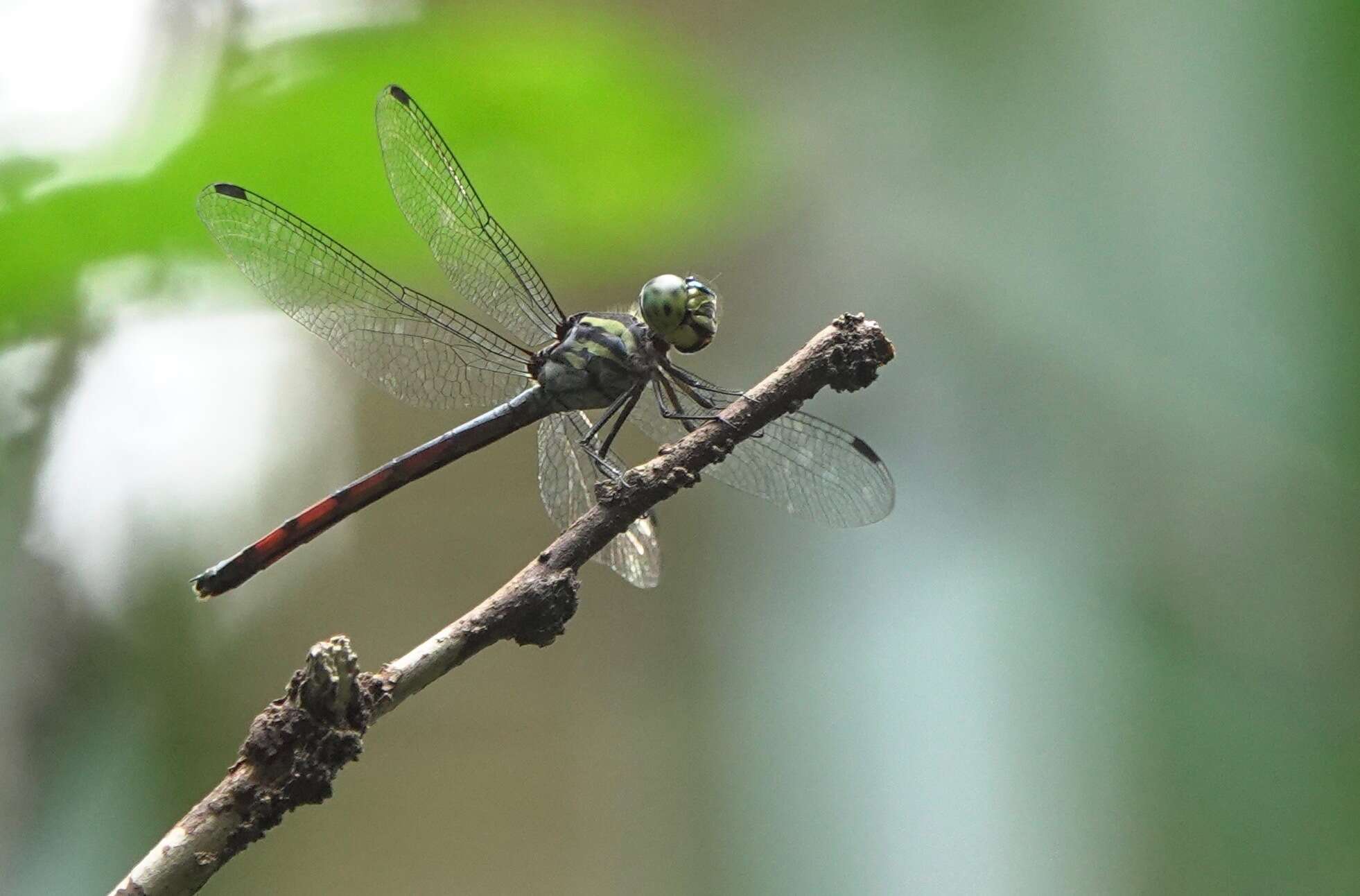 Nesoxenia lineata (Selys 1879) resmi