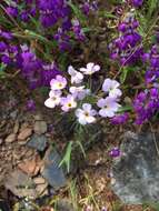 Image of mustang clover