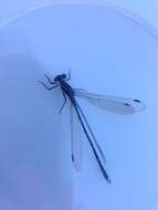 Image of Blue Damselfly