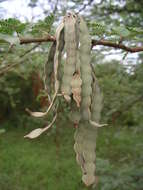 Sivun Vachellia nilotica subsp. adstringens (Schumach. & Thonn.) Kyal. & Boatwr. kuva