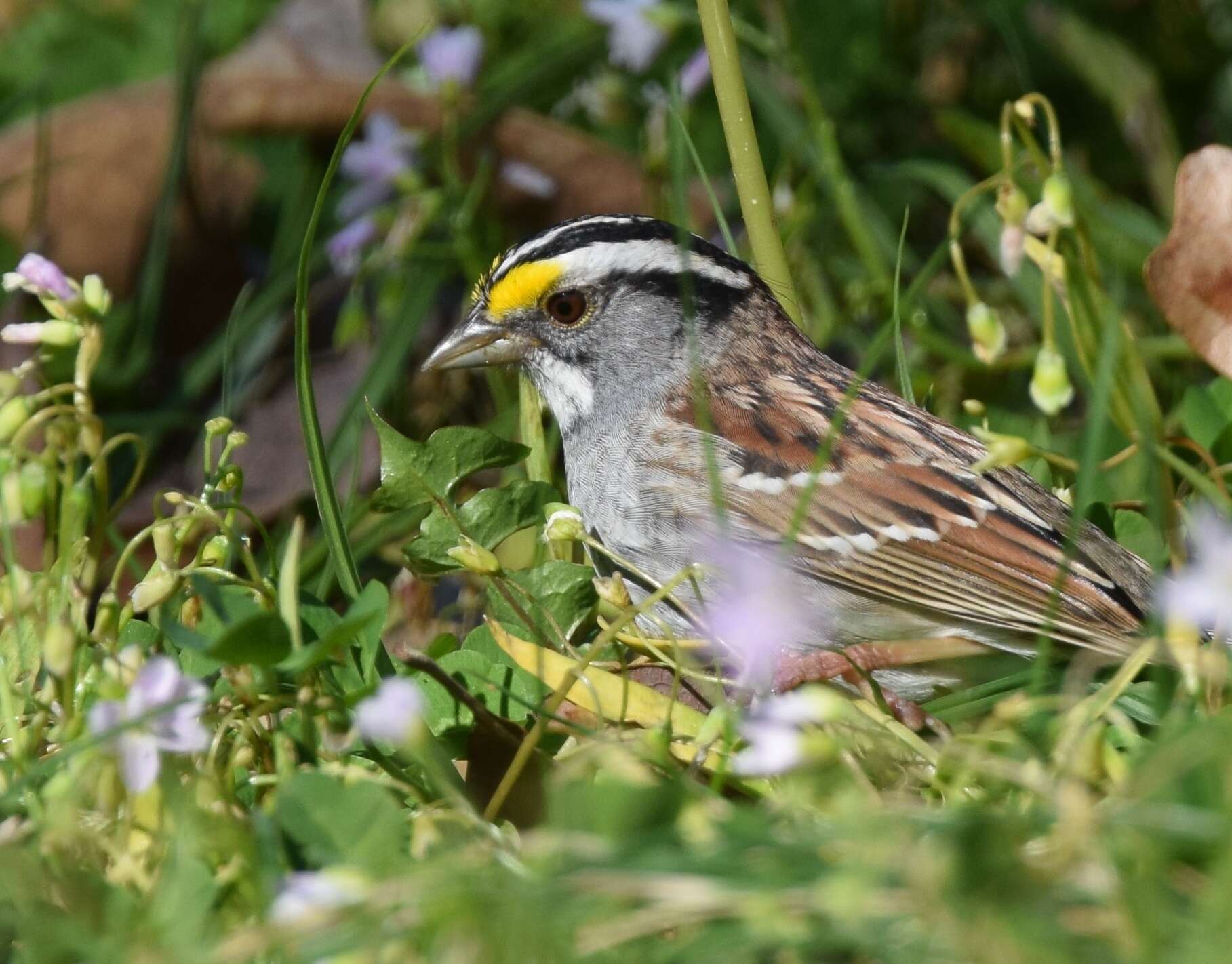 Image of White-throated Sparrow