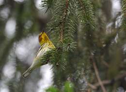 Image of Cape May Warbler