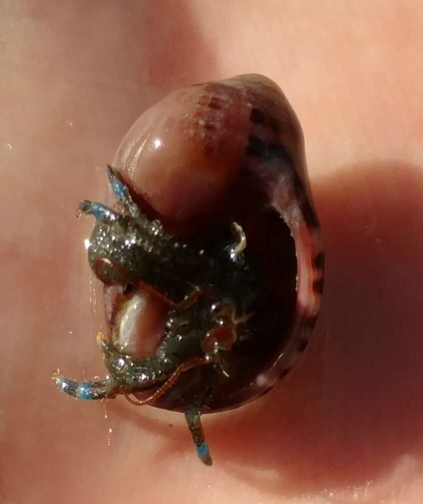 Image of Nucella ostrina (Gould 1852)