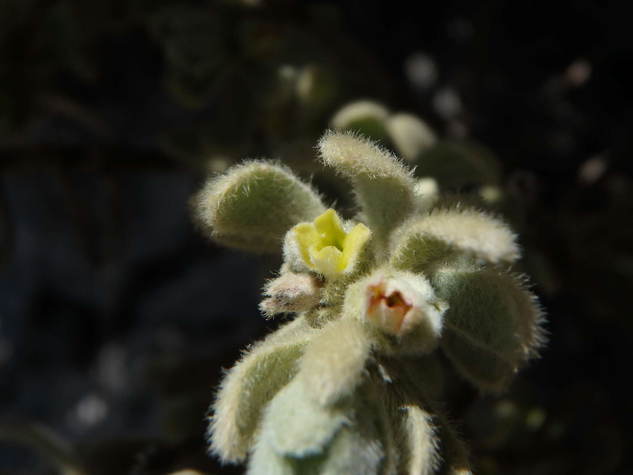 Image of Thymelaea velutina (Pourr. ex Camb.) Endl.