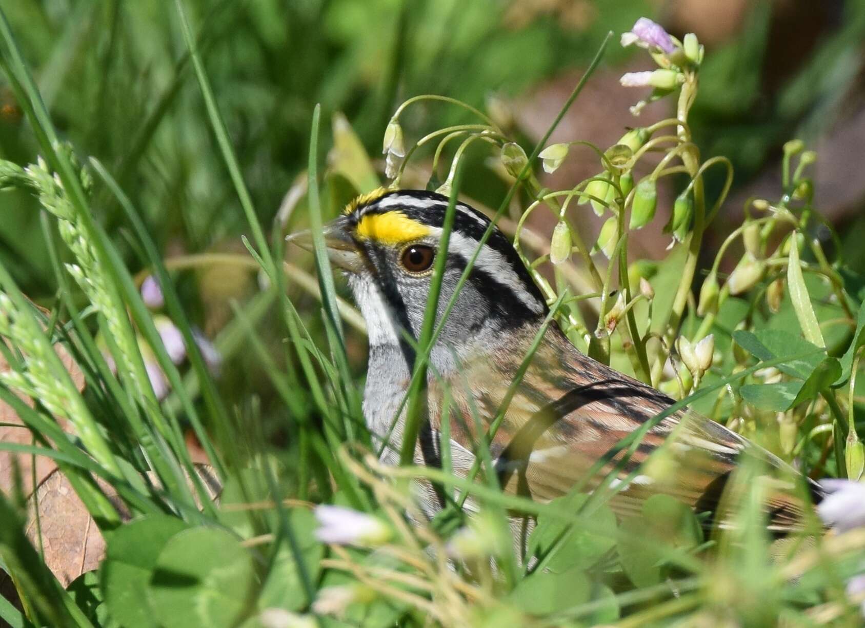 Image of White-throated Sparrow