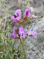 Image of Ackerman's milkvetch