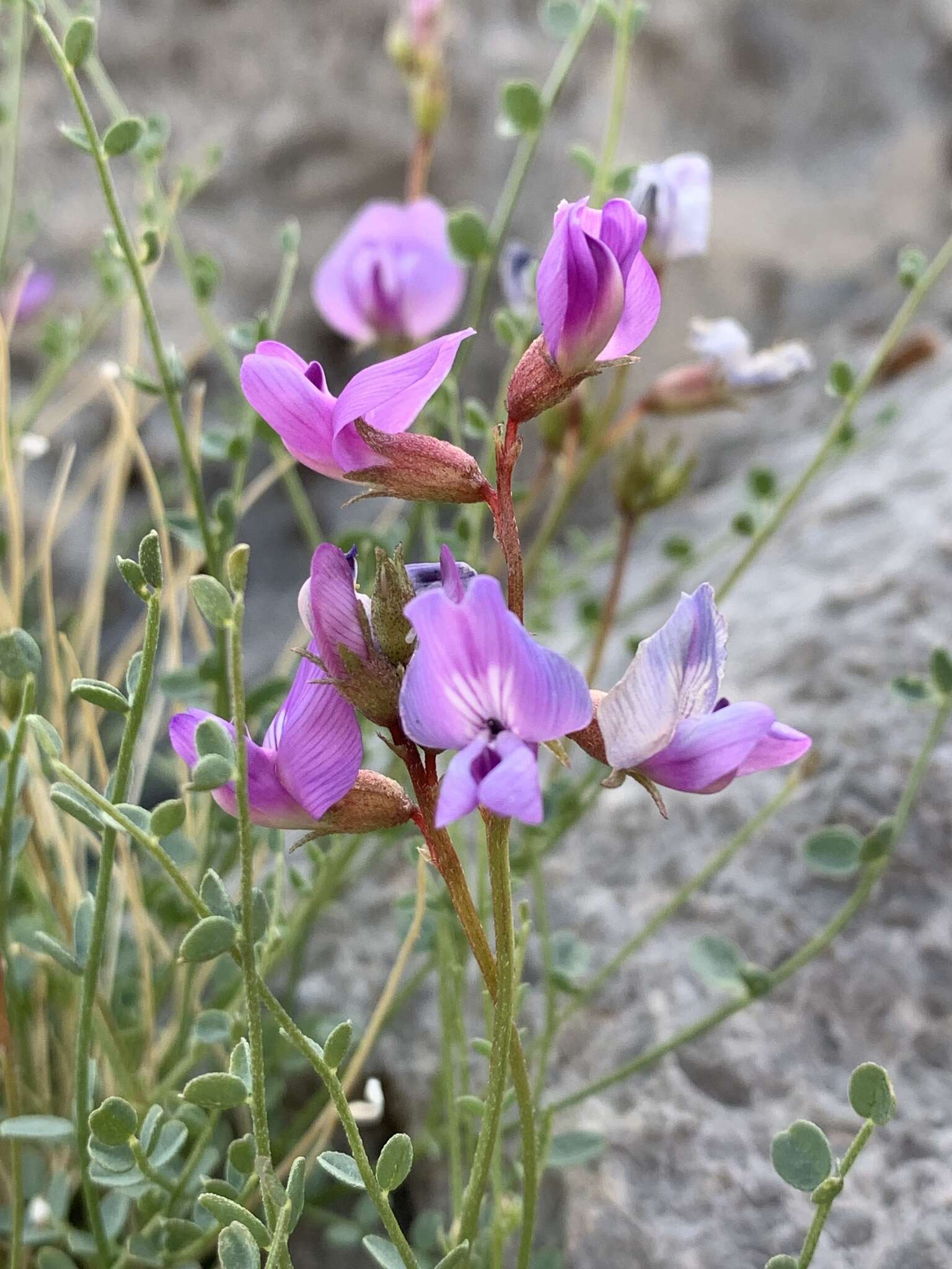 Image of Ackerman's milkvetch