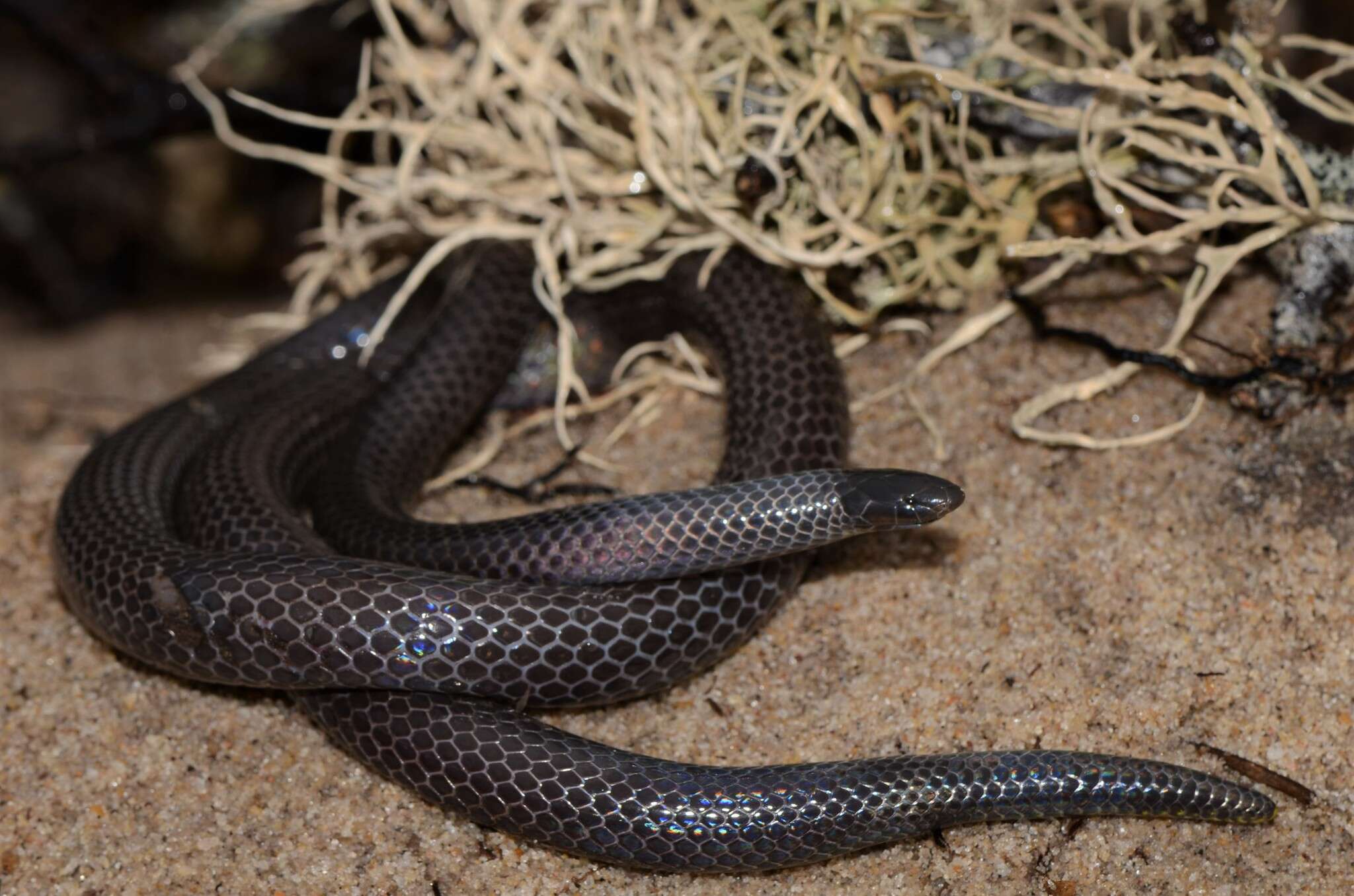 Image of Amblyodipsas microphthalma (Bianconi 1852)