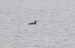 Image of White-winged Scoter