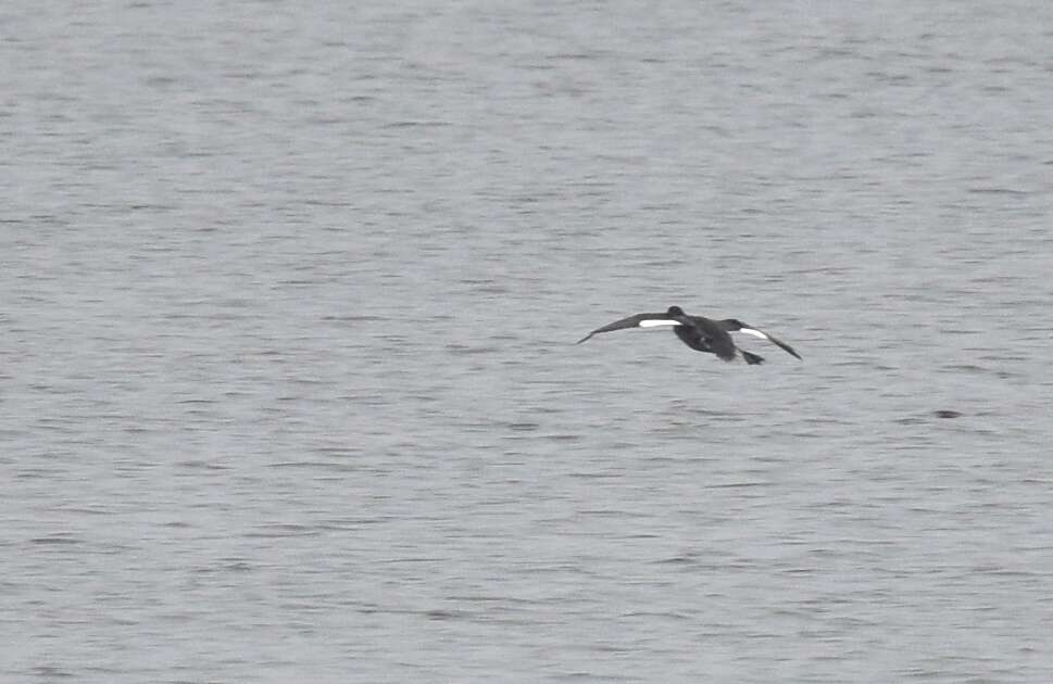 Image of White-winged Scoter