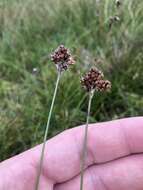 Image of Heath Wood-Rush