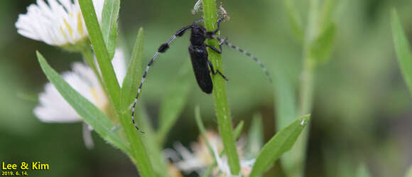 Image of Agapanthia (Epoptes) amurensis Kraatz 1879