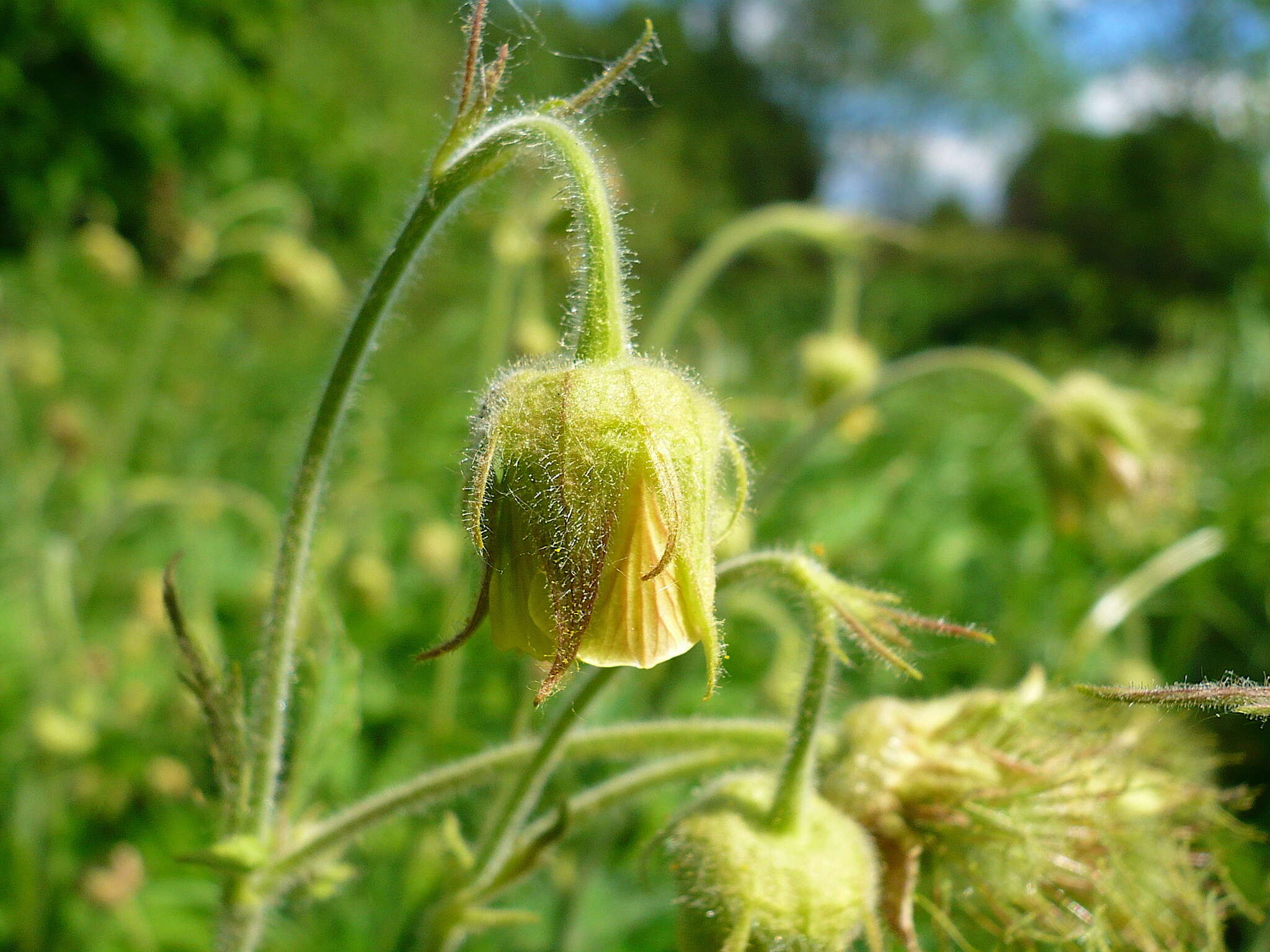 Image of Geum intermedium Ehrh.