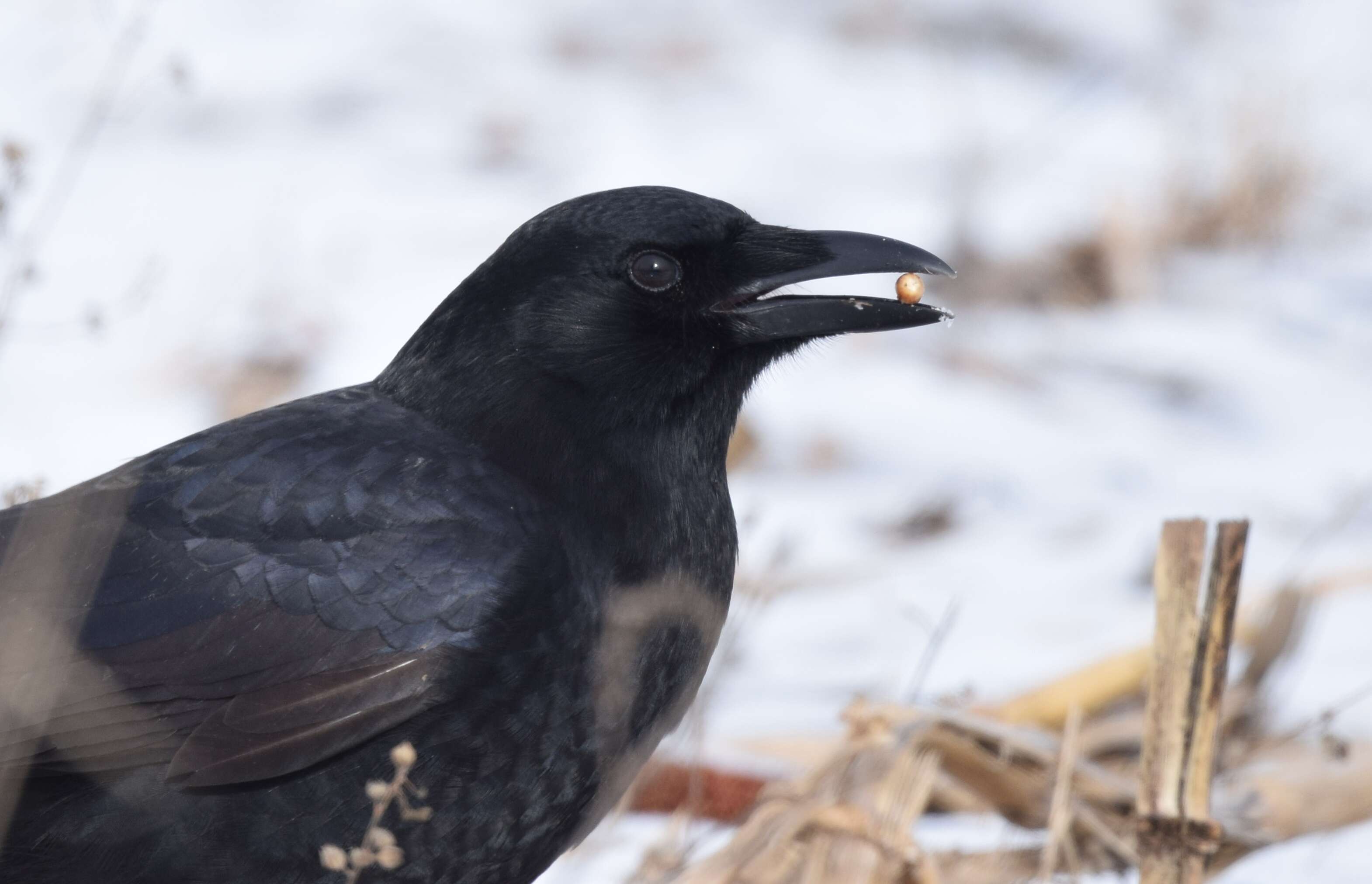 Image of American Crow