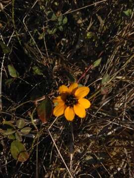 Image of Palmer's zinnia