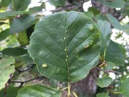 Imagem de Eriophyes inangulis