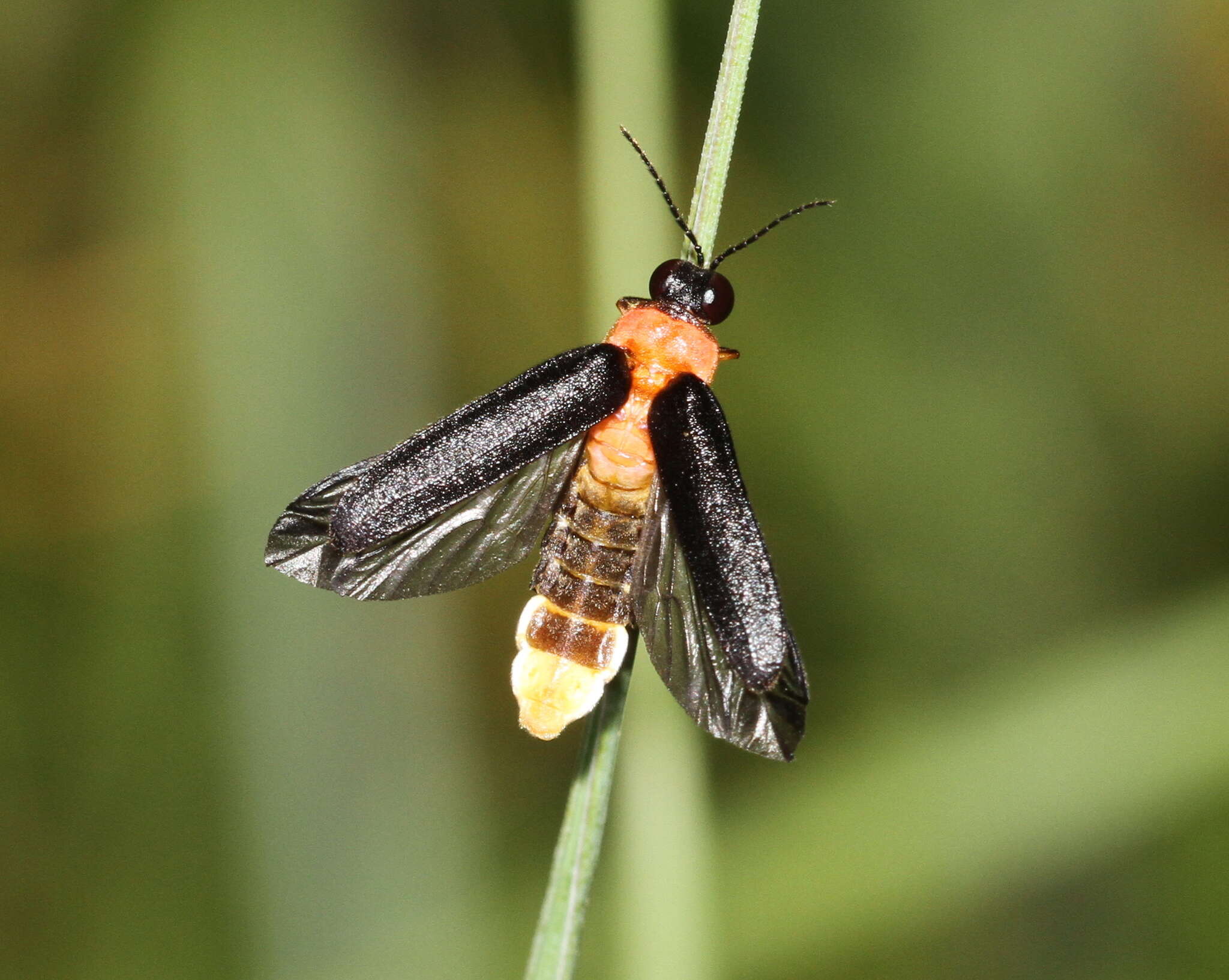 Слика од <i>Luciola mingrelica</i>