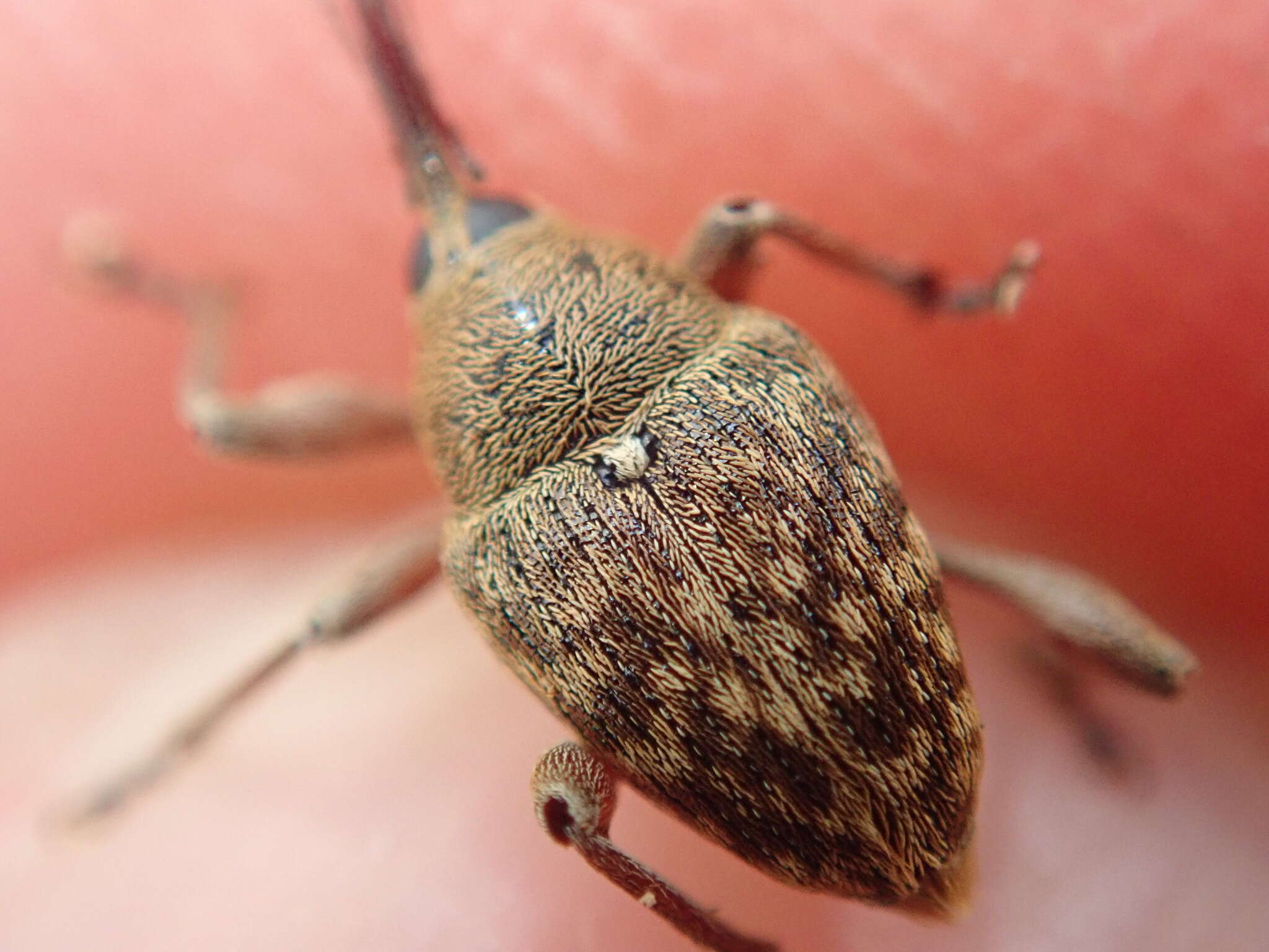 Imagem de Curculio nucum Linnaeus & C. 1758