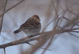 Image of Field Sparrow