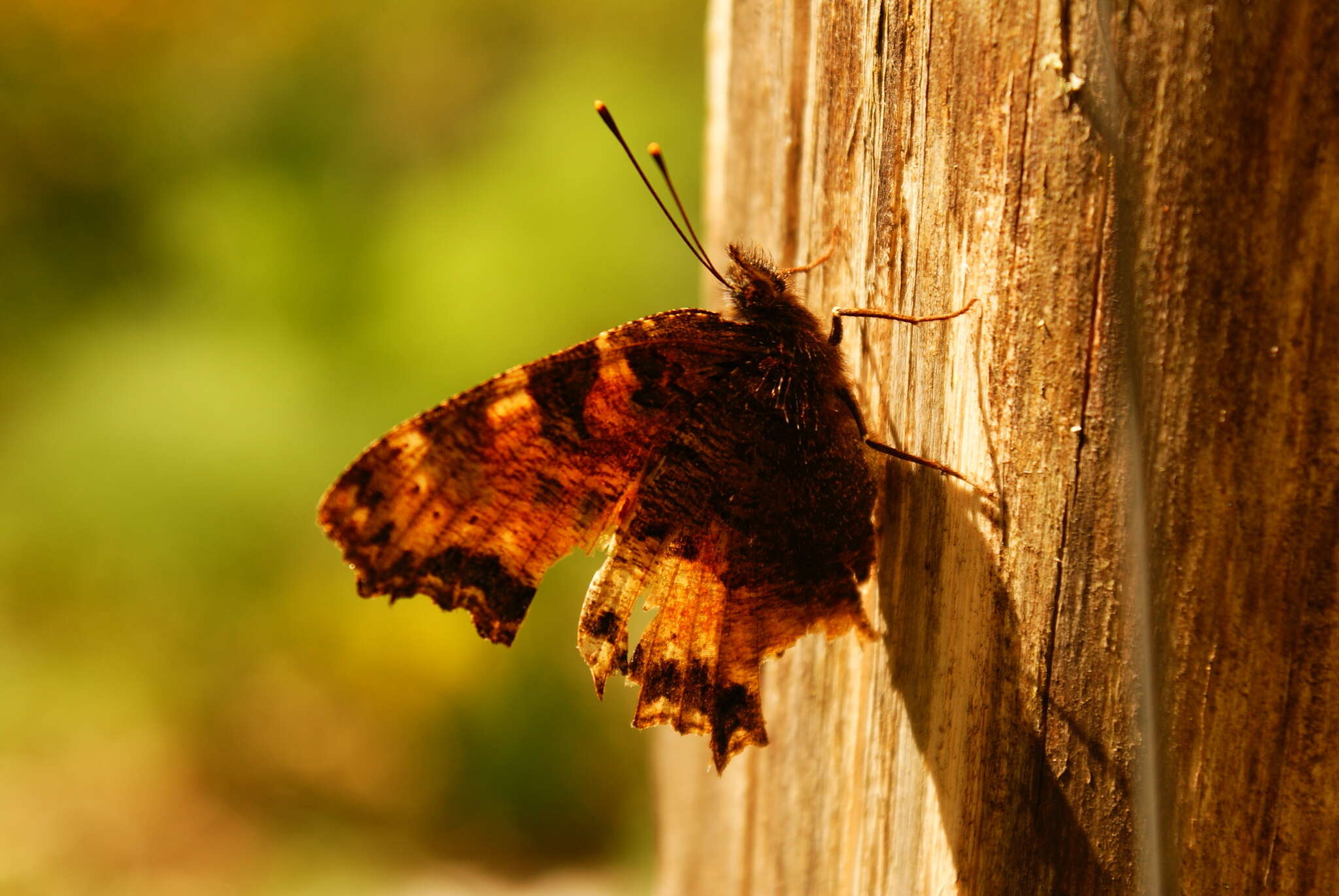 Nymphalis polychloros Linnaeus 1758 resmi