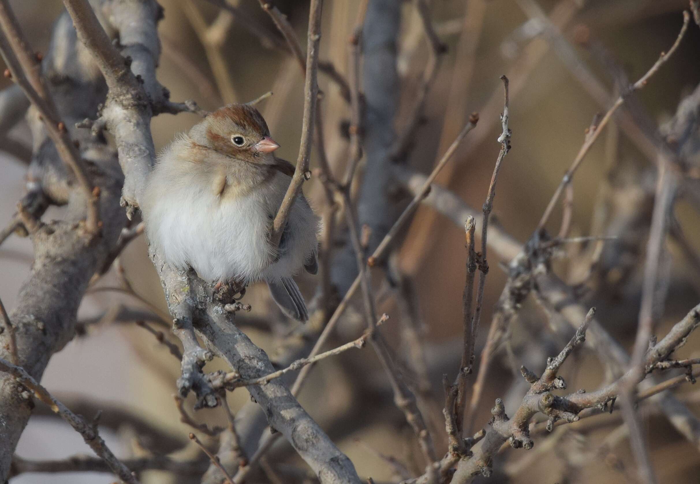 Image of Field Sparrow