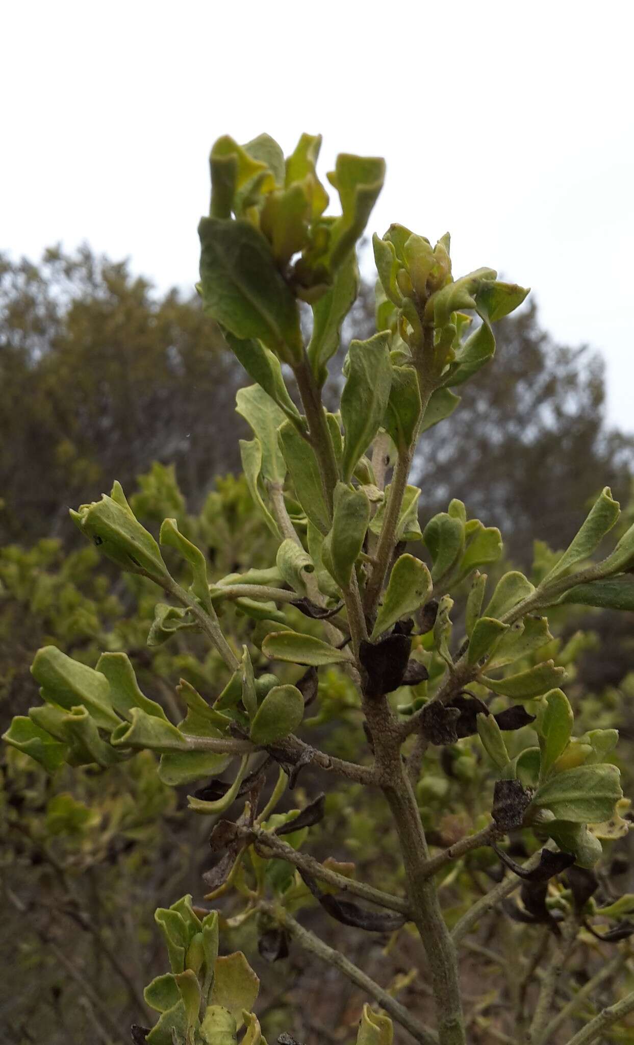 Image of Baccharis macraei Hook. & Arn.