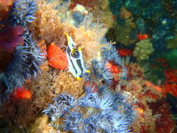 Image of Crowned nudibranch