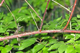 Image of silver vine