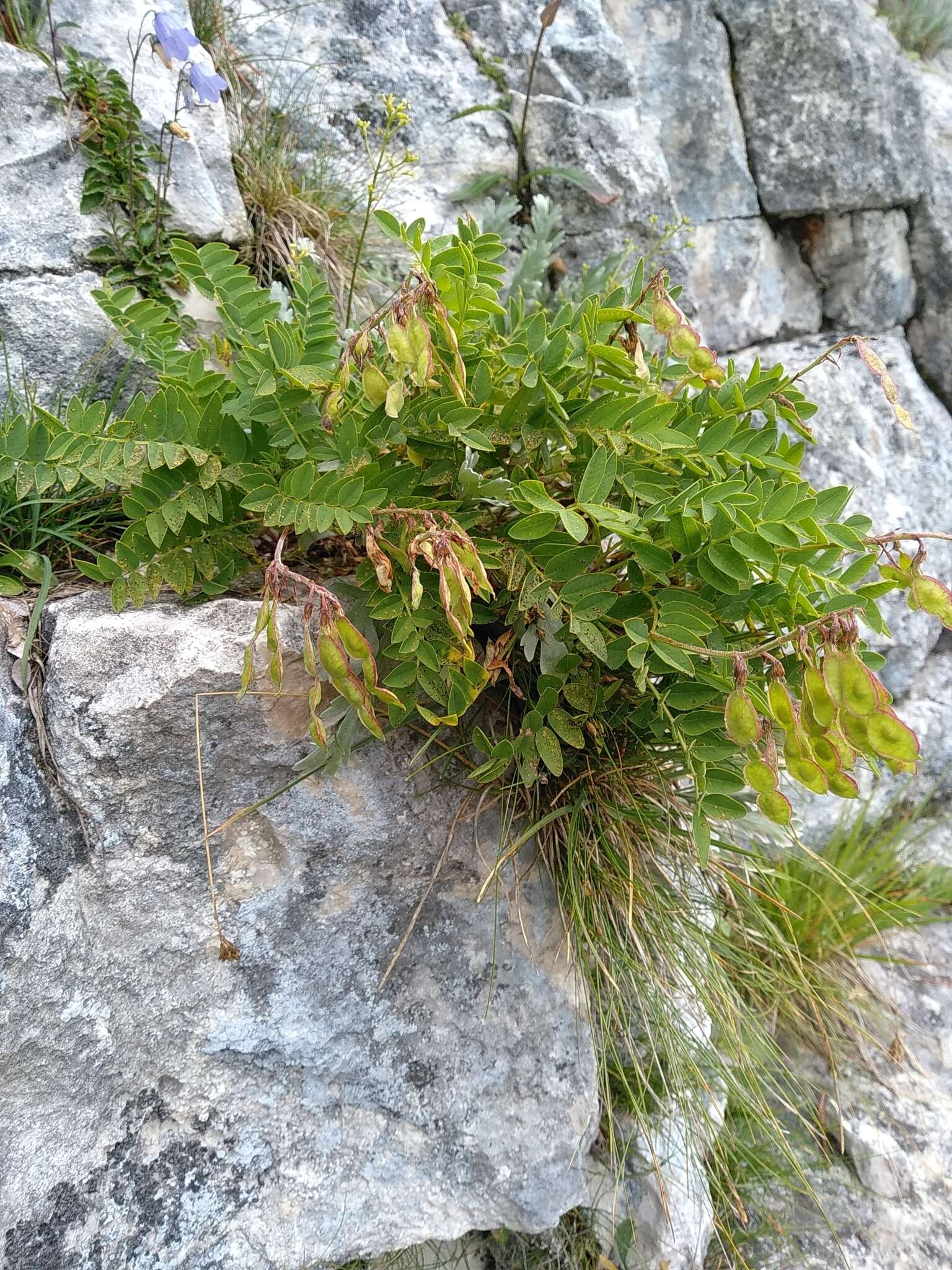 Image of Hedysarum hedysaroides subsp. hedysaroides