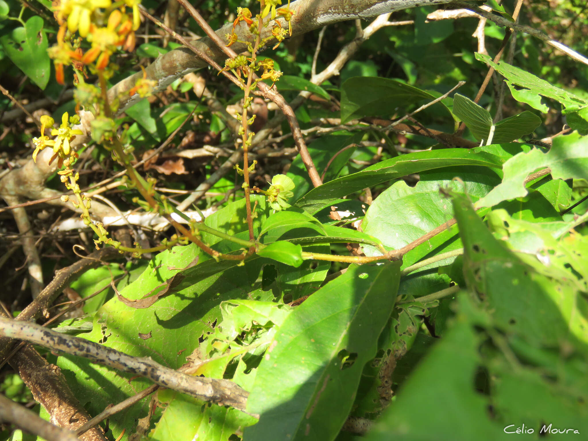 Imagem de Amorimia septentrionalis W. R. Anderson