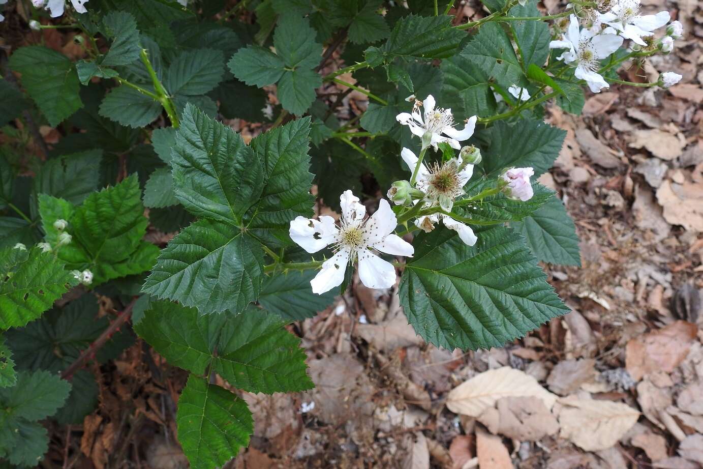 Image of Rubus adenotrichos Schltdl.