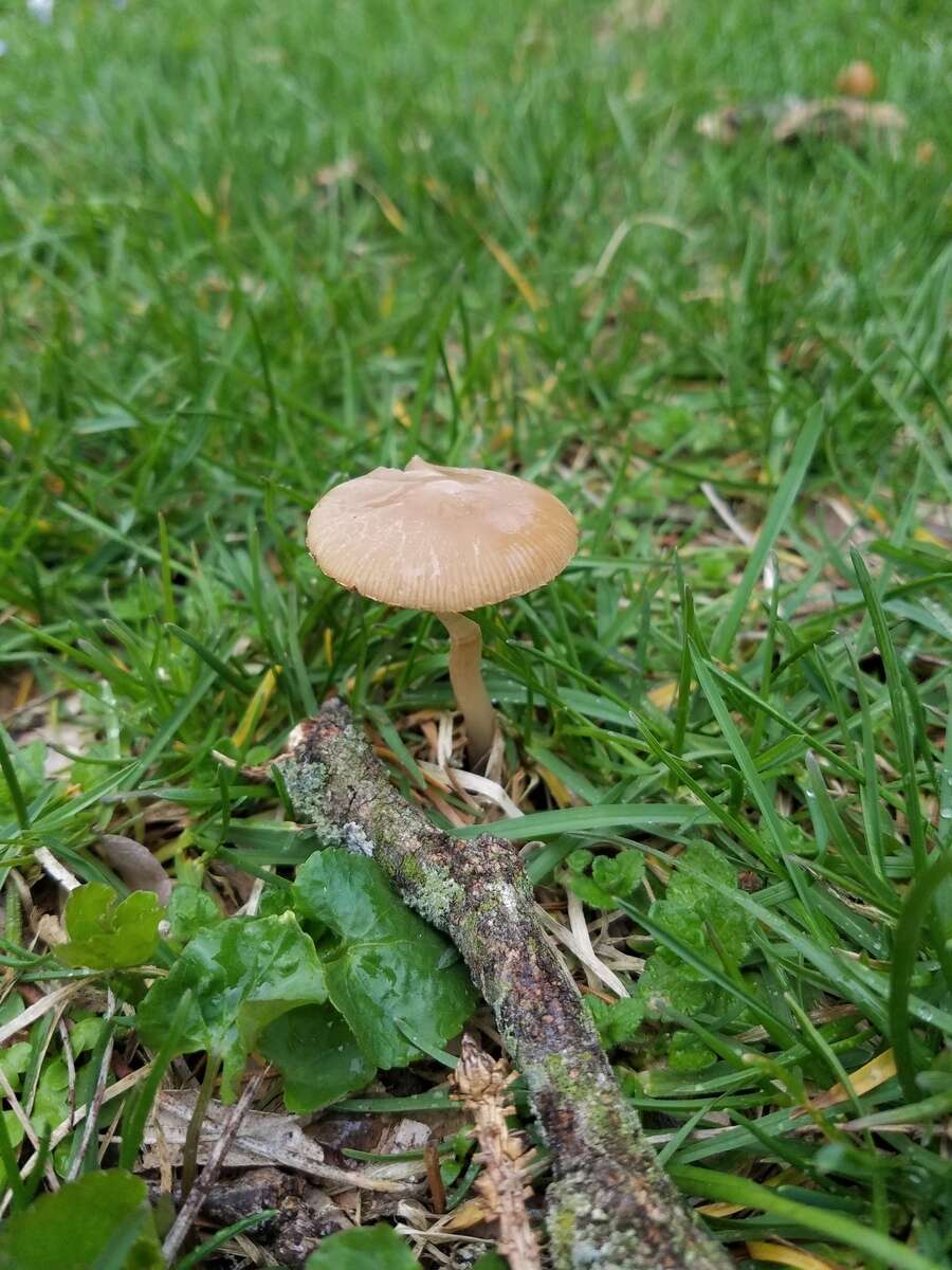 Image de Psathyrella albescens Hesler & A. H. Sm. 1972