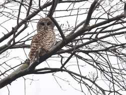 Image of Barred Owl