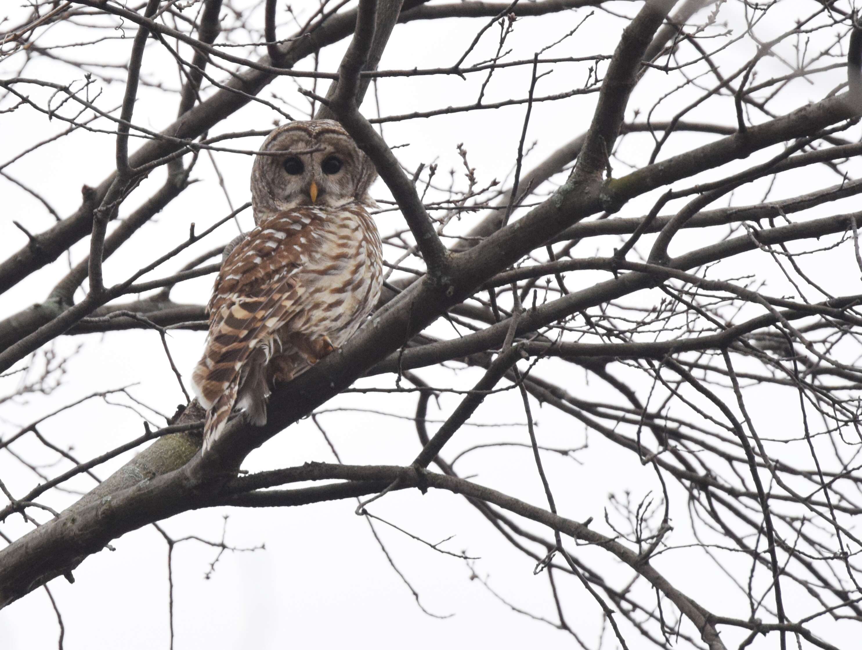 Image of Barred Owl