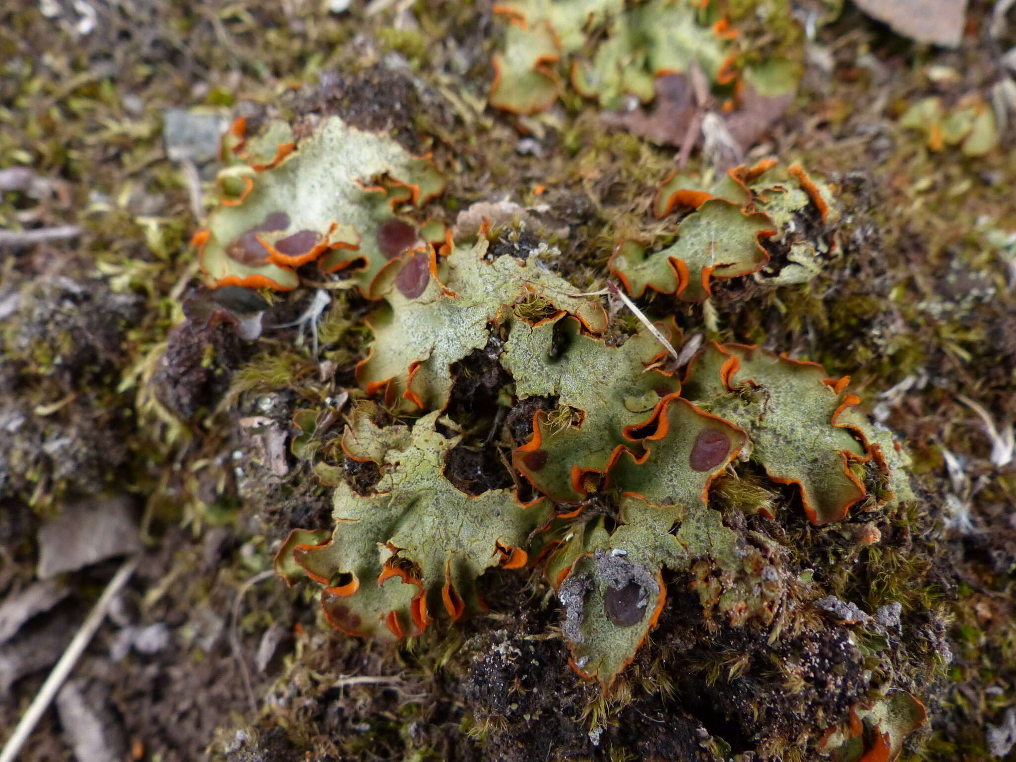 Image of chocolate chip lichen