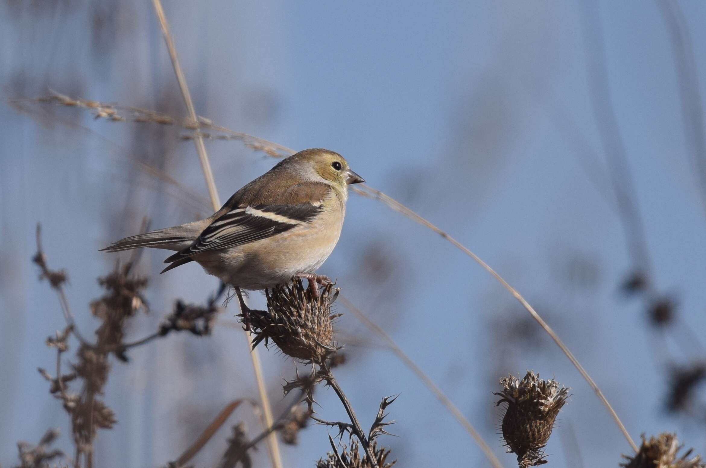 Image of American Goldfinch