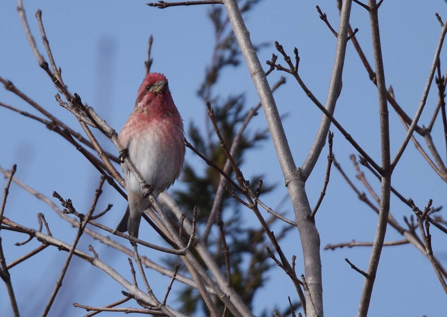 Image of Purple Finch