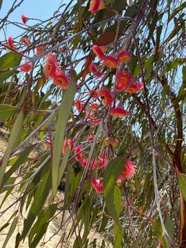 Слика од Eucalyptus caesia Benth.