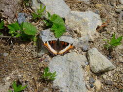 Image of Milbert's Tortoiseshell