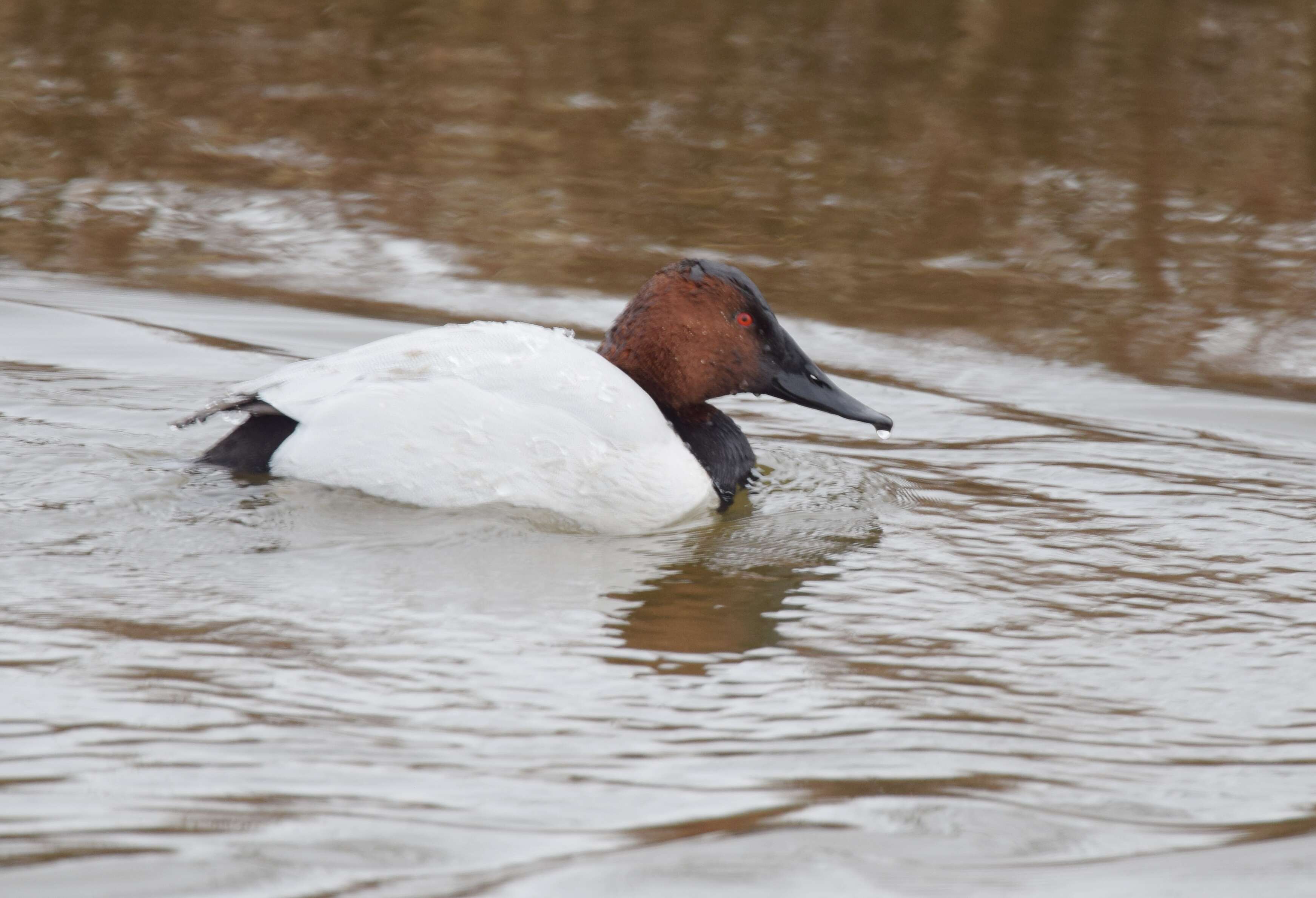 Image of Canvasback