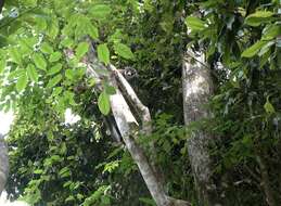 Image of Mongoose Lemur