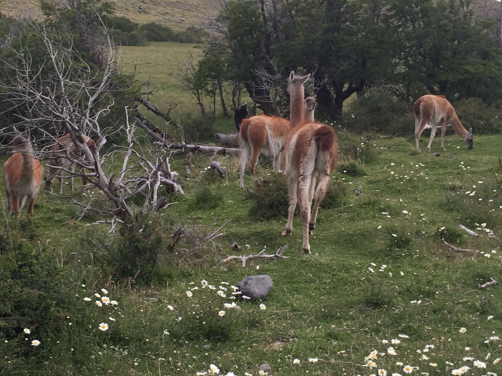 Image of Guanaco